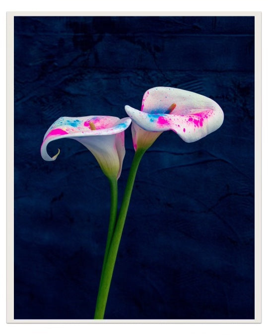 FINE ARTS PRINTS